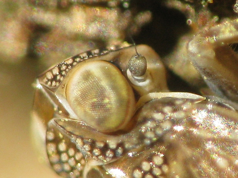 Neanide di Issidae..